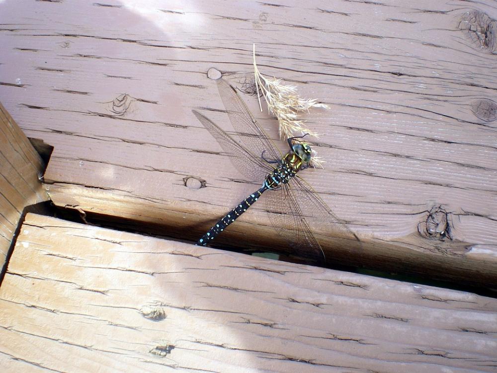 Dragonfly Fly Insect Blue Green Eating Bug Dragonfly Fly Insect Blue Green Eating Bug