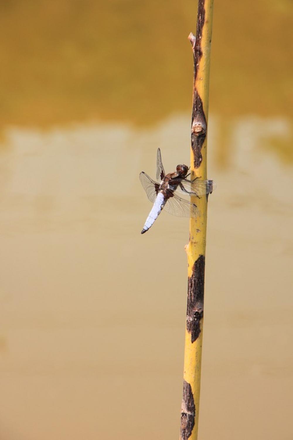 Dragonfly Hanging Large Water Willow Insects Dragonfly Hanging Large Water Willow Insects