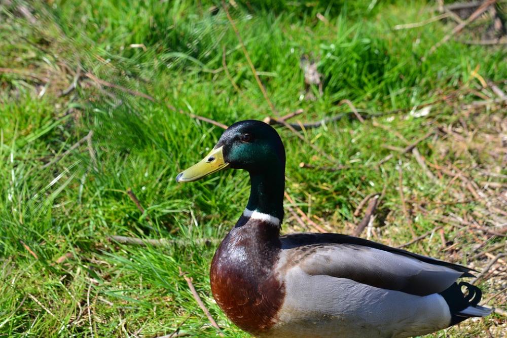 Drake Duck Animal Water Bird Poultry Wild Bird Drake Duck Animal Water Bird Poultry Wild Bird
