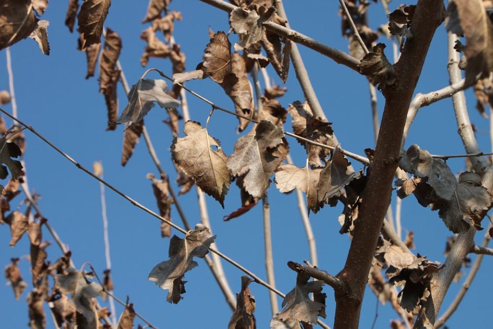 Dried Leaves Mulberry Trees Autumn Health Plants Dried Leaves Mulberry Trees Autumn Health Plants