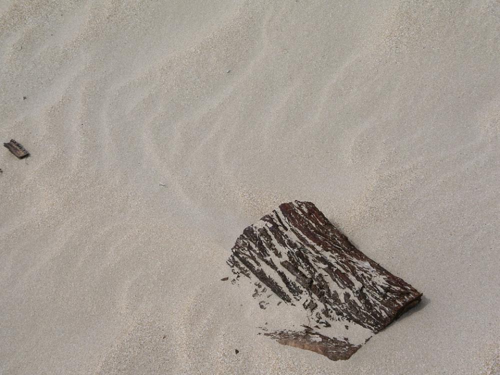 Drift Wood Sand Pattern Beach Sand Ripples Drift Wood Sand Pattern Beach Sand Ripples