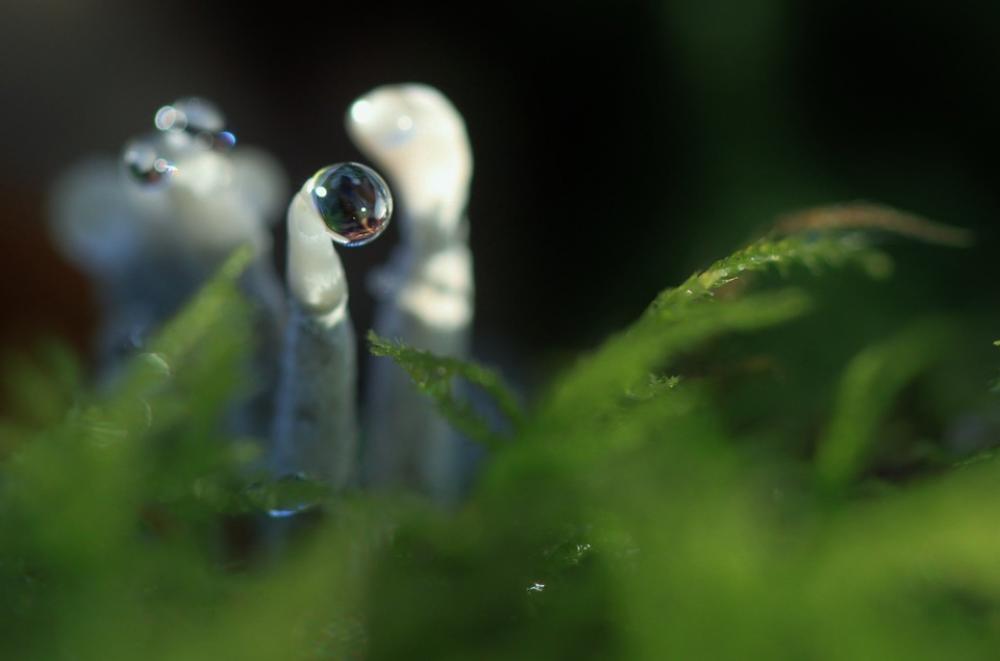 Drip Mushroom Raindrop Autumn Plant Forest Nature Drip Mushroom Raindrop Autumn Plant Forest Nature