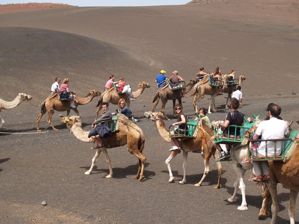 Dromedaries Animals Lanzarote Dromedaries Animals Lanzarote