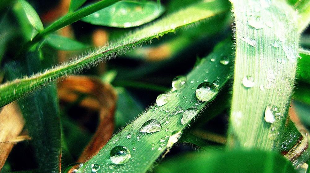Drop Leaf Bubbles Water Green Nature Plant Rain Drop Leaf Bubbles Water Green Nature Plant Rain