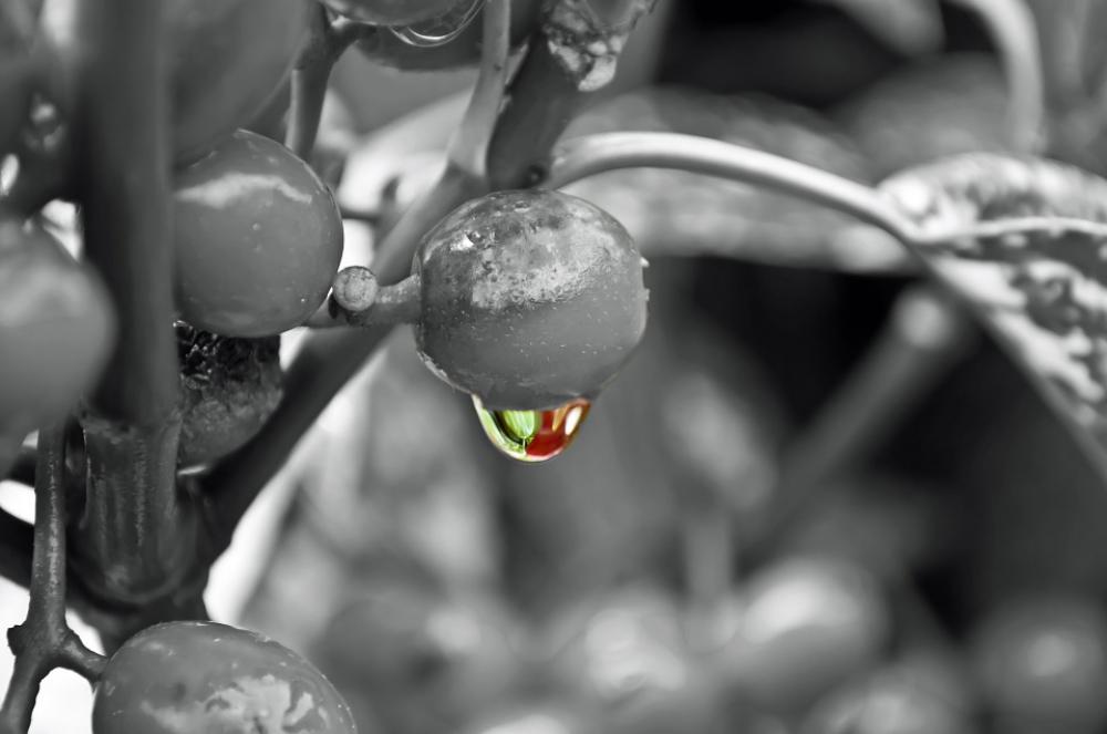 Drop Plant Rain Water Macro Background Seasons Drop Plant Rain Water Macro Background Seasons
