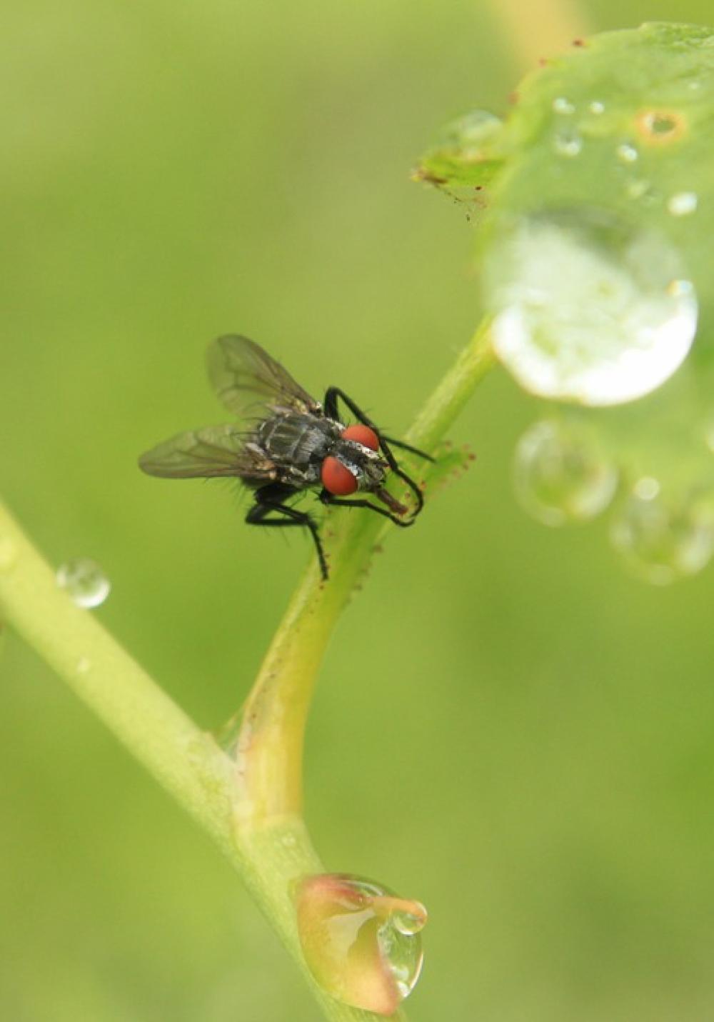 Drops Fly Rain Raindrops Rose Stalk Stem Water Drops Fly Rain Raindrops Rose Stalk Stem Water