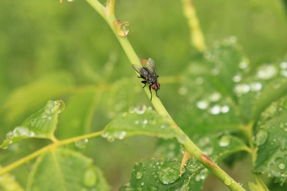Drops Fly Rain Raindrops Rose Stalk Stem Water Drops Fly Rain Raindrops Rose Stalk Stem Water