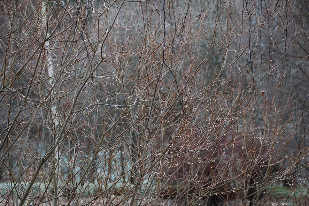 Drops Of Water Branches Gel Drops Of Water Branches Gel