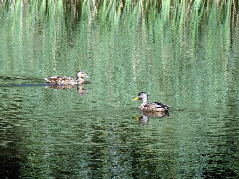 Duck Wild Ducks Pond Lake Reeds Reflection Duck Wild Ducks Pond Lake Reeds Reflection