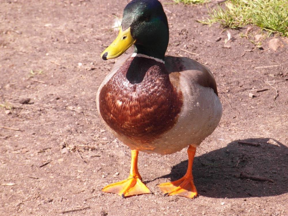 Duck Colorful Close Water Bird Color Plumage Duck Colorful Close Water Bird Color Plumage