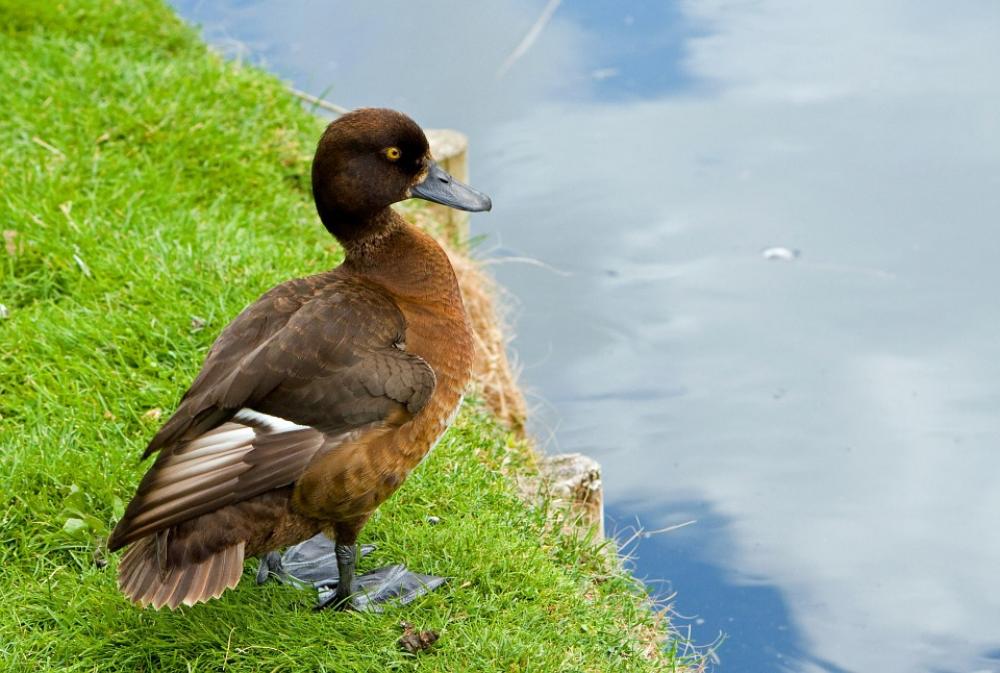 Duck Animal Bird Wildlife Portrait Close-Up Duck Animal Bird Wildlife Portrait Close-Up