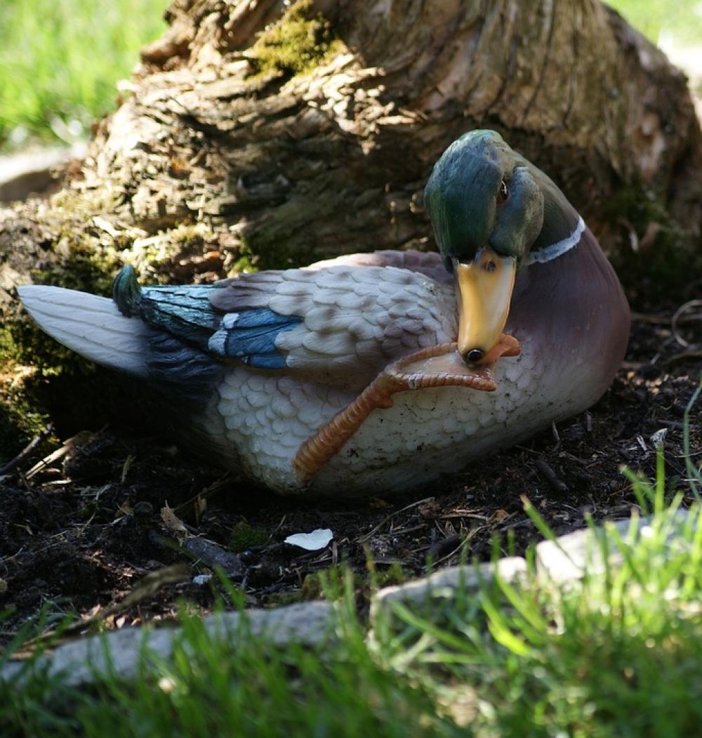 Duck Animal Bird Water Bird Animal World Duck Animal Bird Water Bird Animal World
