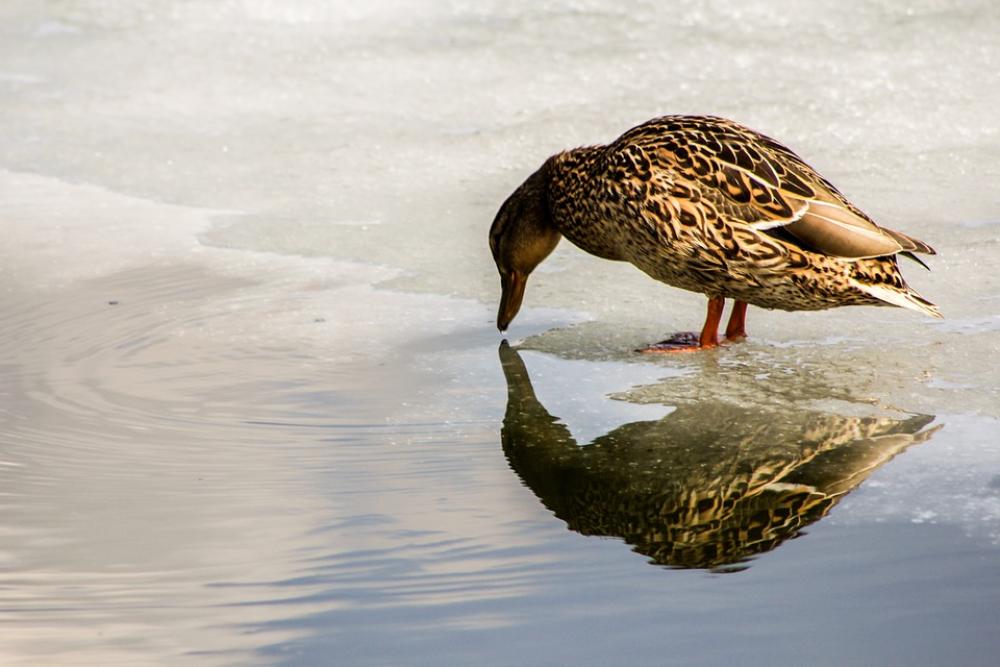 Duck Animals Water Wild Bird Duck Water Bird Duck Animals Water Wild Bird Duck Water Bird