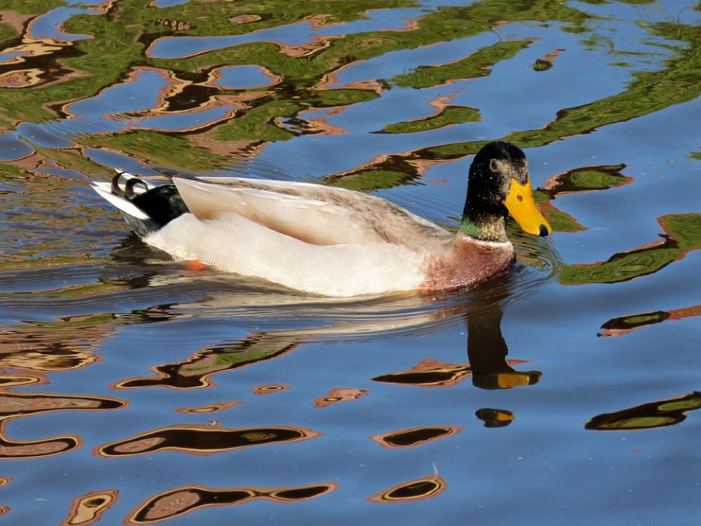Duck Water Wild Bird Nature Head Plumage Bill Duck Water Wild Bird Nature Head Plumage Bill
