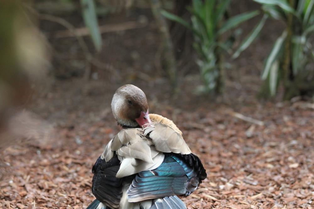 Duck Nature Fauna Duck Nature Fauna
