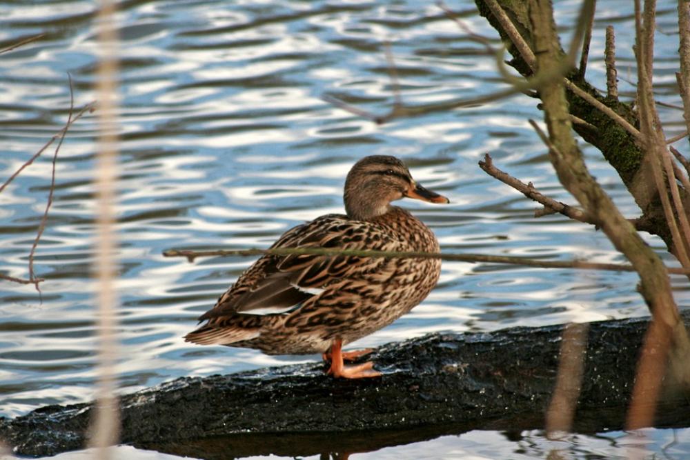 Duck Animal River Green Plumage Water Bird Ducks Duck Animal River Green Plumage Water Bird Ducks