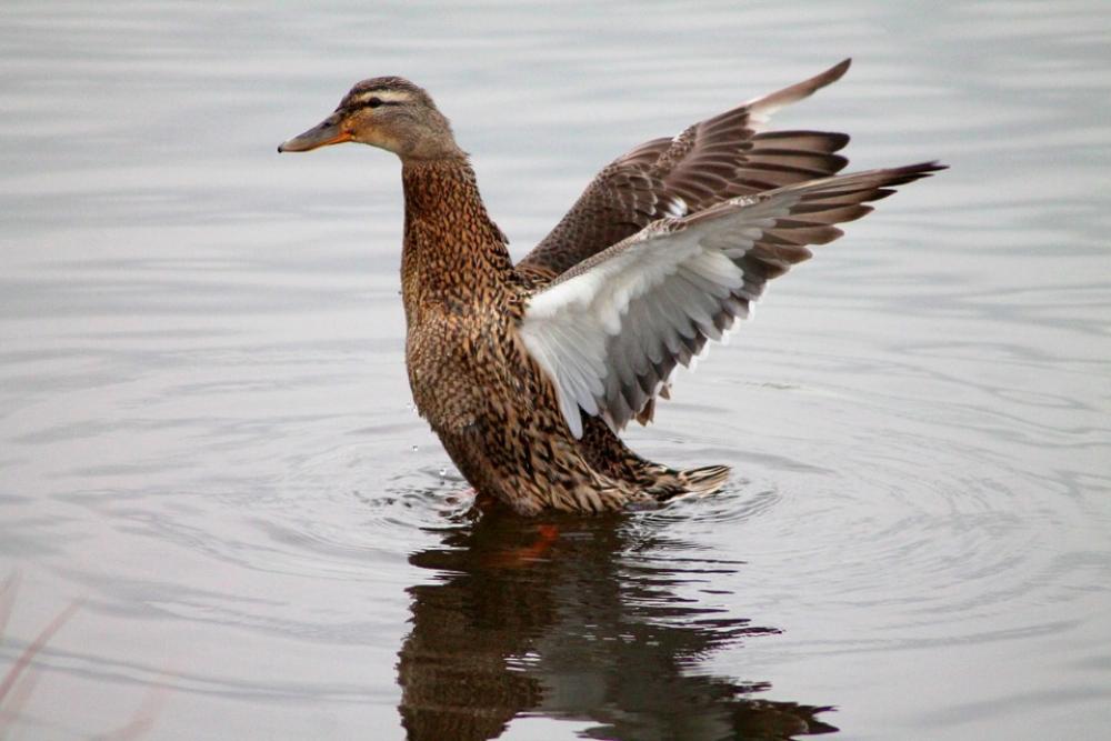 Duck Animal Water Bird Flutter Duck Animal Water Bird Flutter