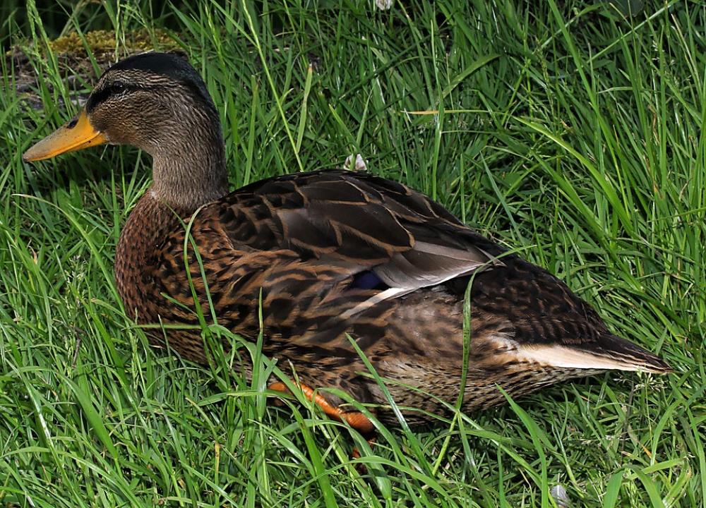 Duck Drake Young Animal Plumage Colorful Beautiful Duck Drake Young Animal Plumage Colorful Beautiful