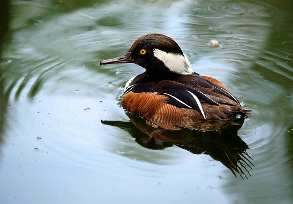 Duck Animal Bird Nature Wildlife Feather Duckling Duck Animal Bird Nature Wildlife Feather Duckling