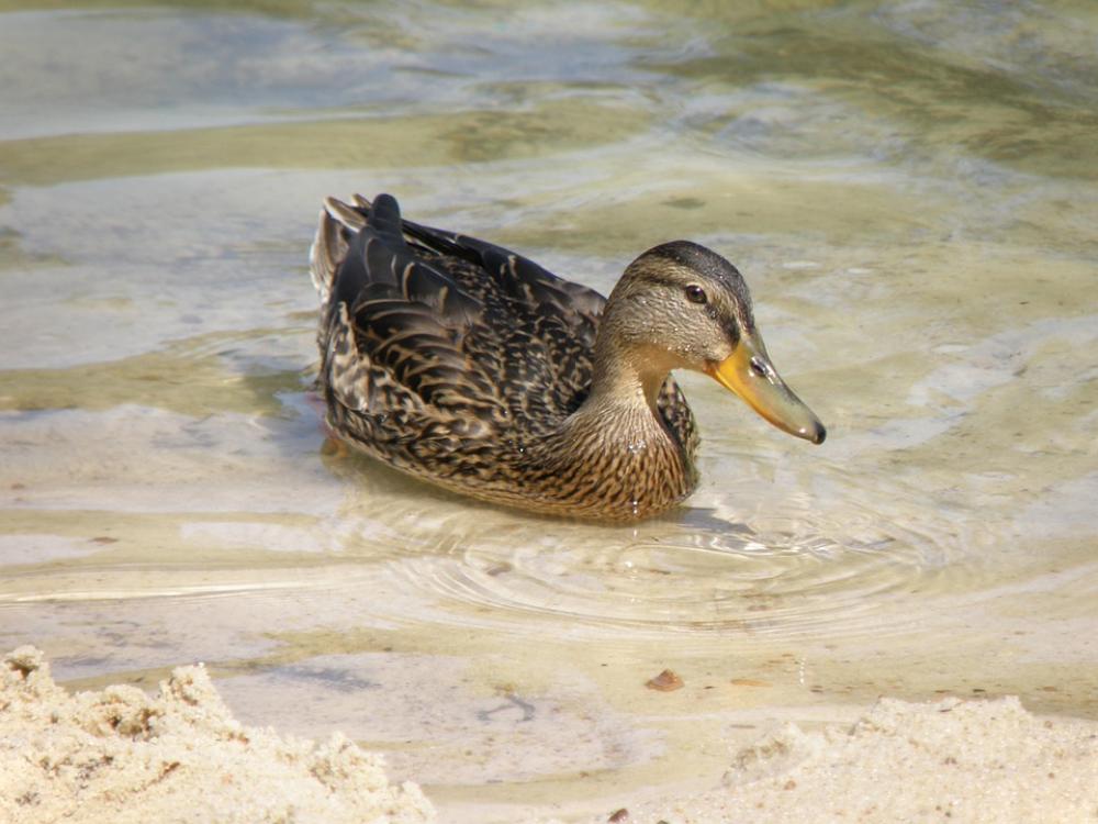 Duck Water Wild Bird Water Surface Pond Duck Water Wild Bird Water Surface Pond