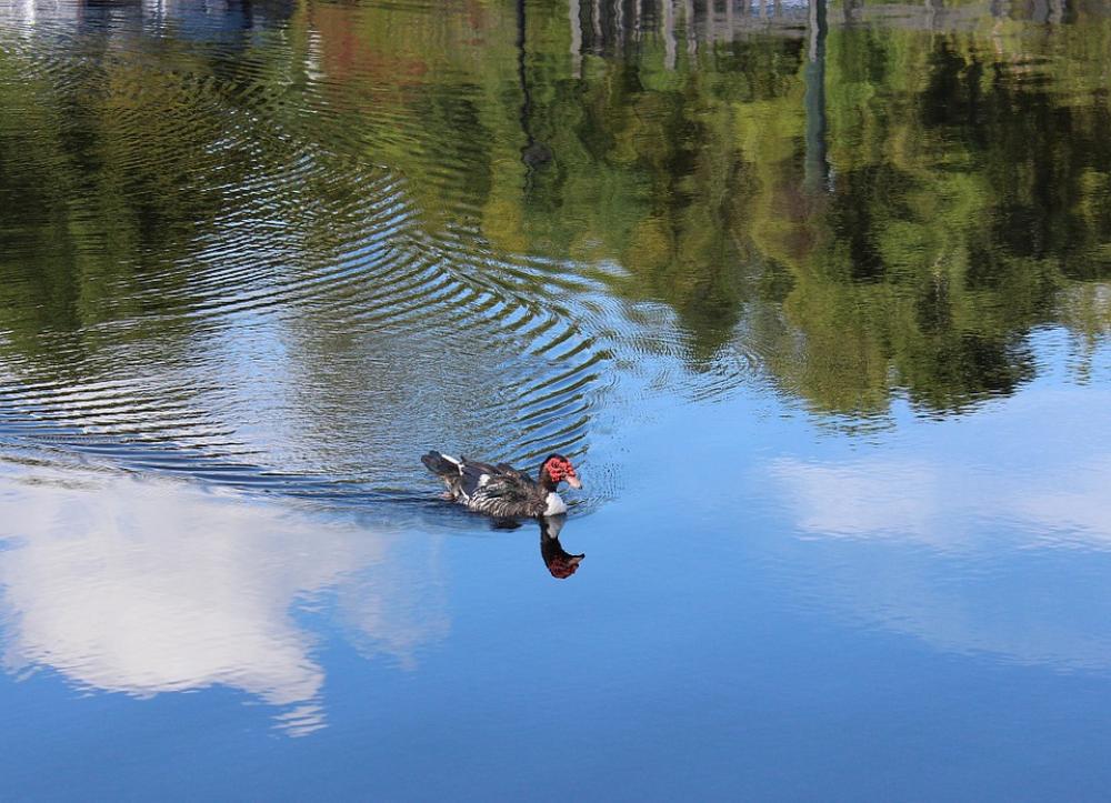 Duck Bird Nature Wild Wildlife Water Reflection Duck Bird Nature Wild Wildlife Water Reflection