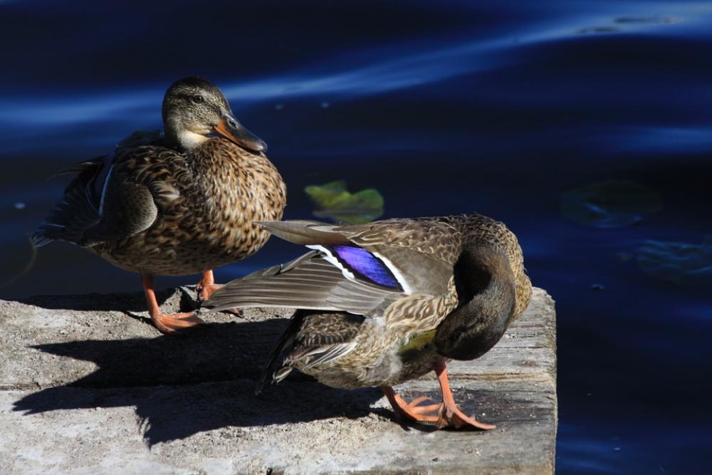 Duck Water Bird Duck Water Bird