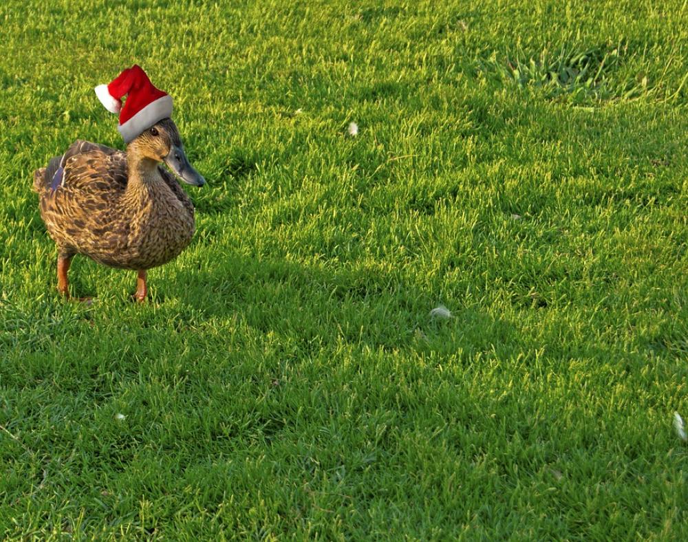 Duck Holiday Christmas Funny Xmas Seasonal Duck Holiday Christmas Funny Xmas Seasonal