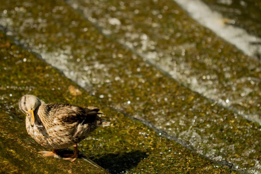 Duck Animal Bird Water Duck Animal Bird Water