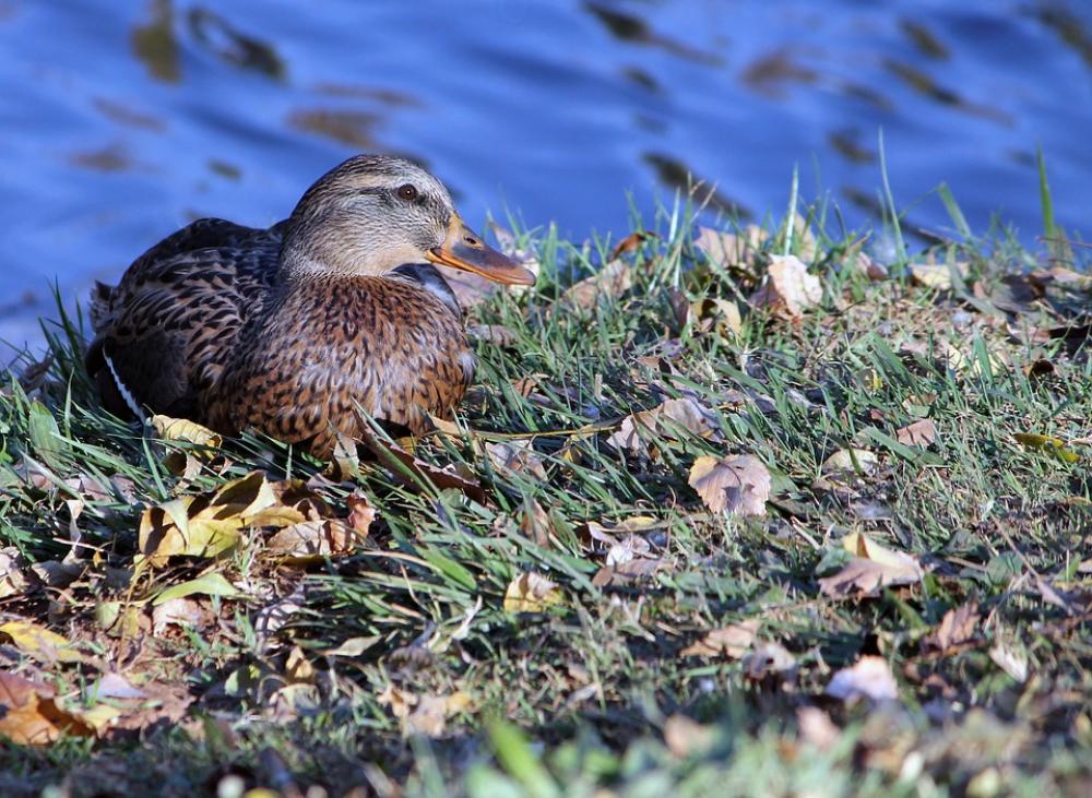 Duck Female Mallard Ducks Fowl Wildlife Nature Duck Female Mallard Ducks Fowl Wildlife Nature