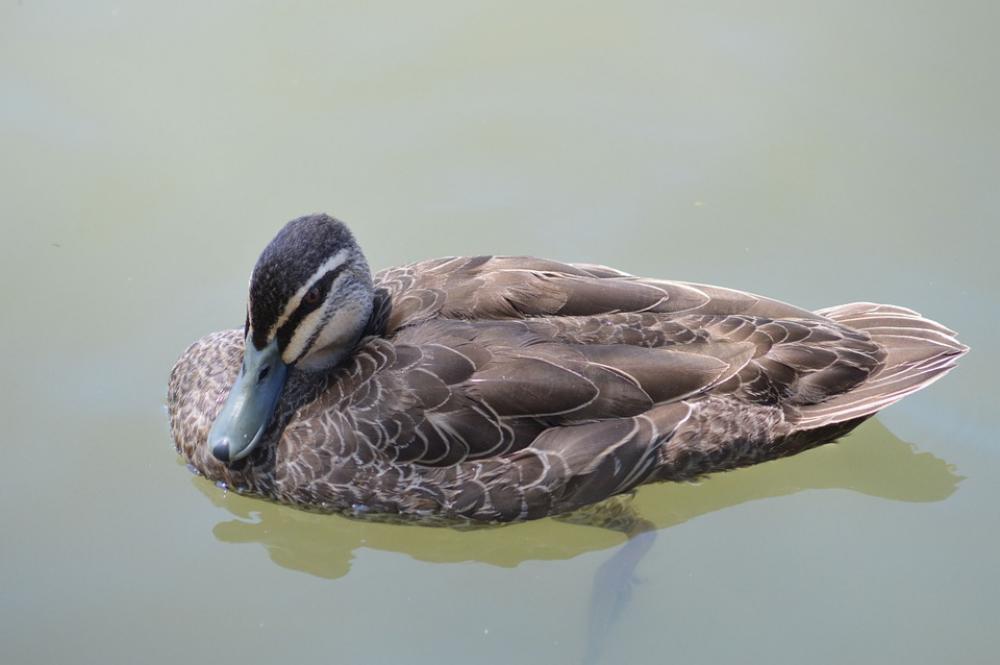 Duck Lake Australia Nature Bird Albert Park Duck Lake Australia Nature Bird Albert Park