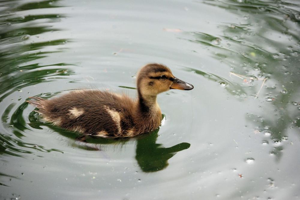 Duckling Swimming Pond Baby Feather Wildlife Duckling Swimming Pond Baby Feather Wildlife