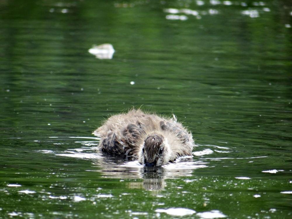 Duckling Peek-A-Boo Hunt Food Water Nature Animal Duckling Peek-A-Boo Hunt Food Water Nature Animal