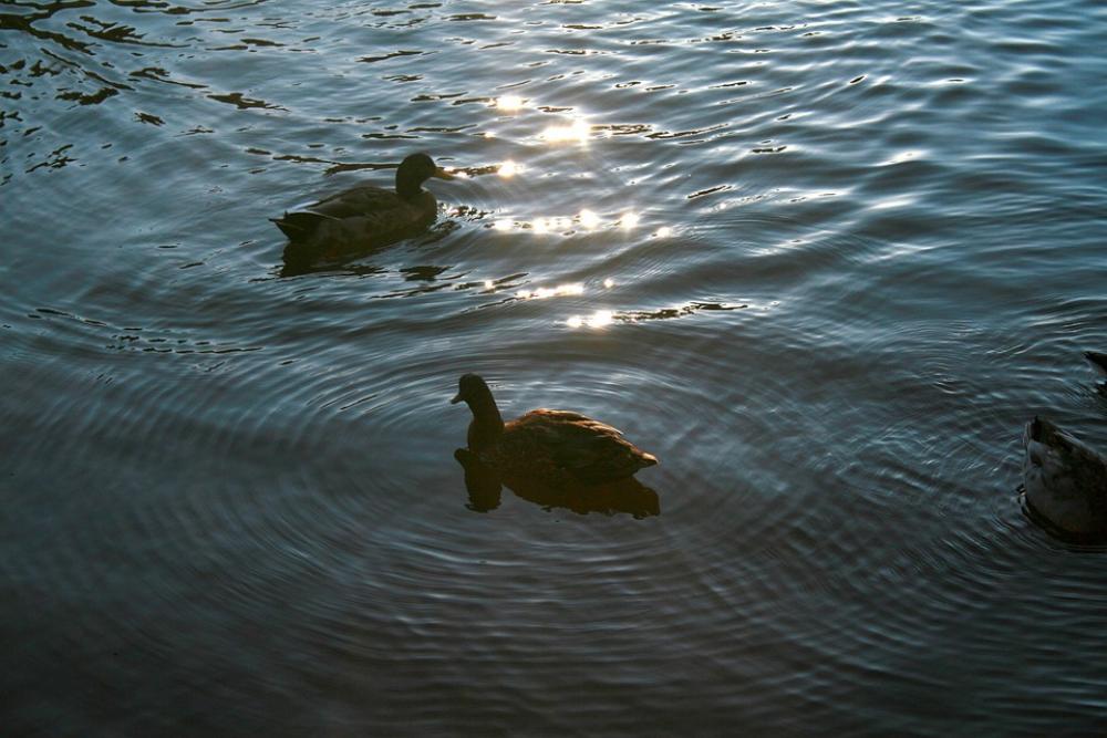 Ducks Animal Bird Nature Water Stream Canal Ducks Animal Bird Nature Water Stream Canal