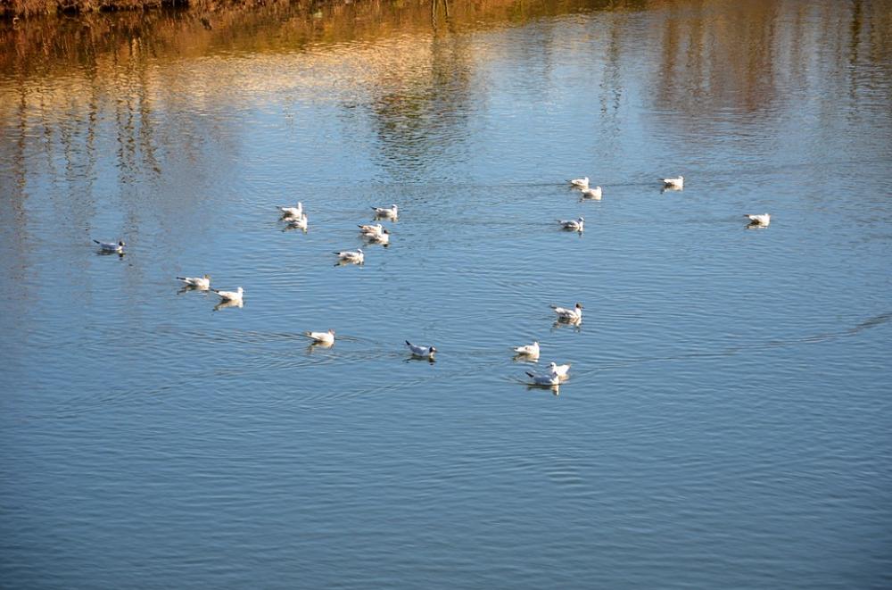 Ducks Duck Water Nature Bird Quiet Animal White Ducks Duck Water Nature Bird Quiet Animal White