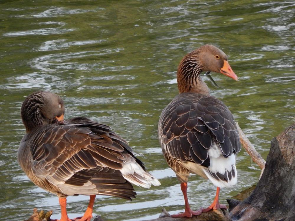 Ducks Geese Wild Birds Birds Ducks Geese Wild Birds Birds