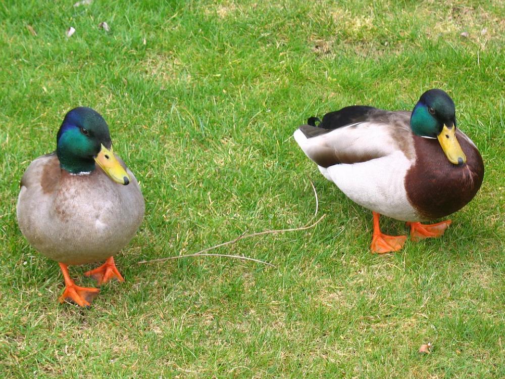 Ducks Birds Fowl Pet Domestic Nature Ducks Birds Fowl Pet Domestic Nature