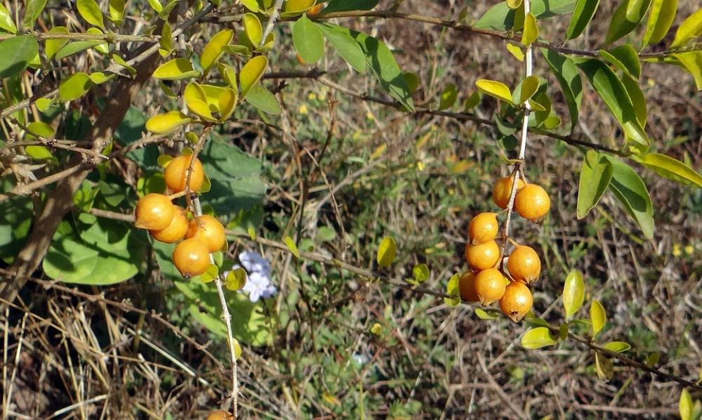 Duranta Berries Yellow Dharwad India Duranta Berries Yellow Dharwad India