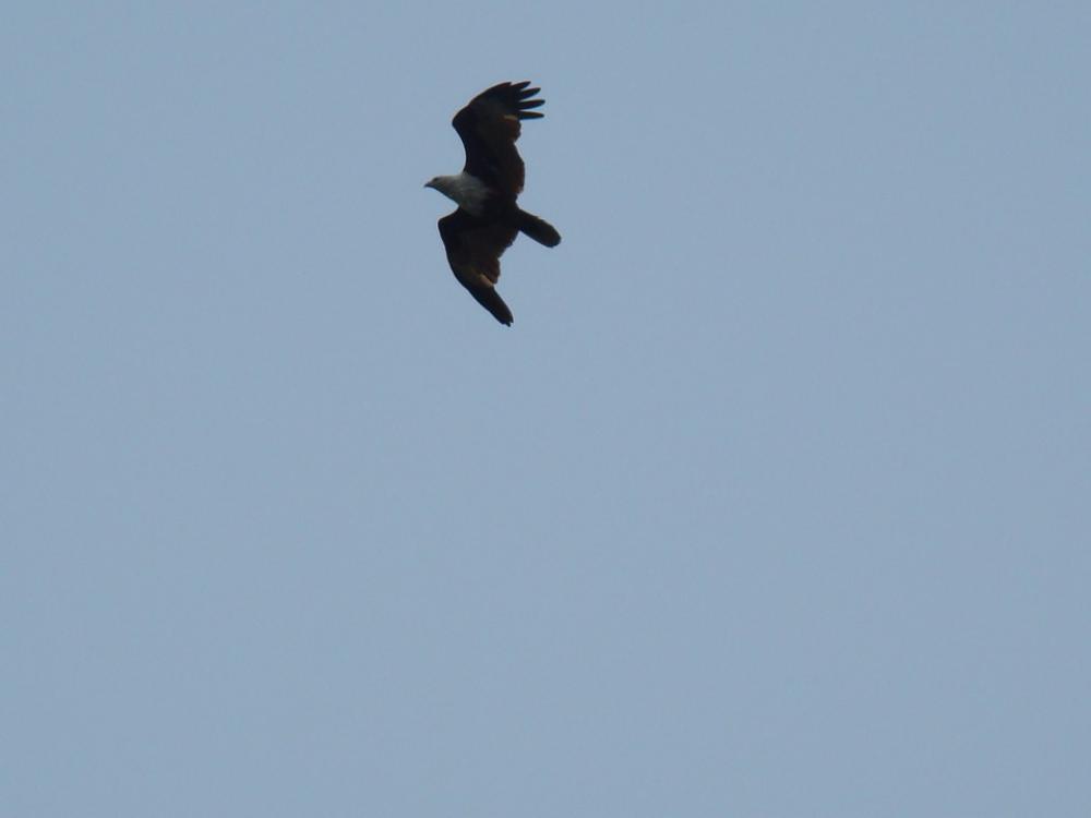 Eagle Bird View Birds Sky Blue Sky Eagle Bird View Birds Sky Blue Sky