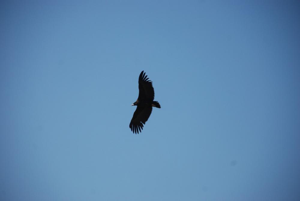 Eagle Sky The Expanse Eagle Sky The Expanse