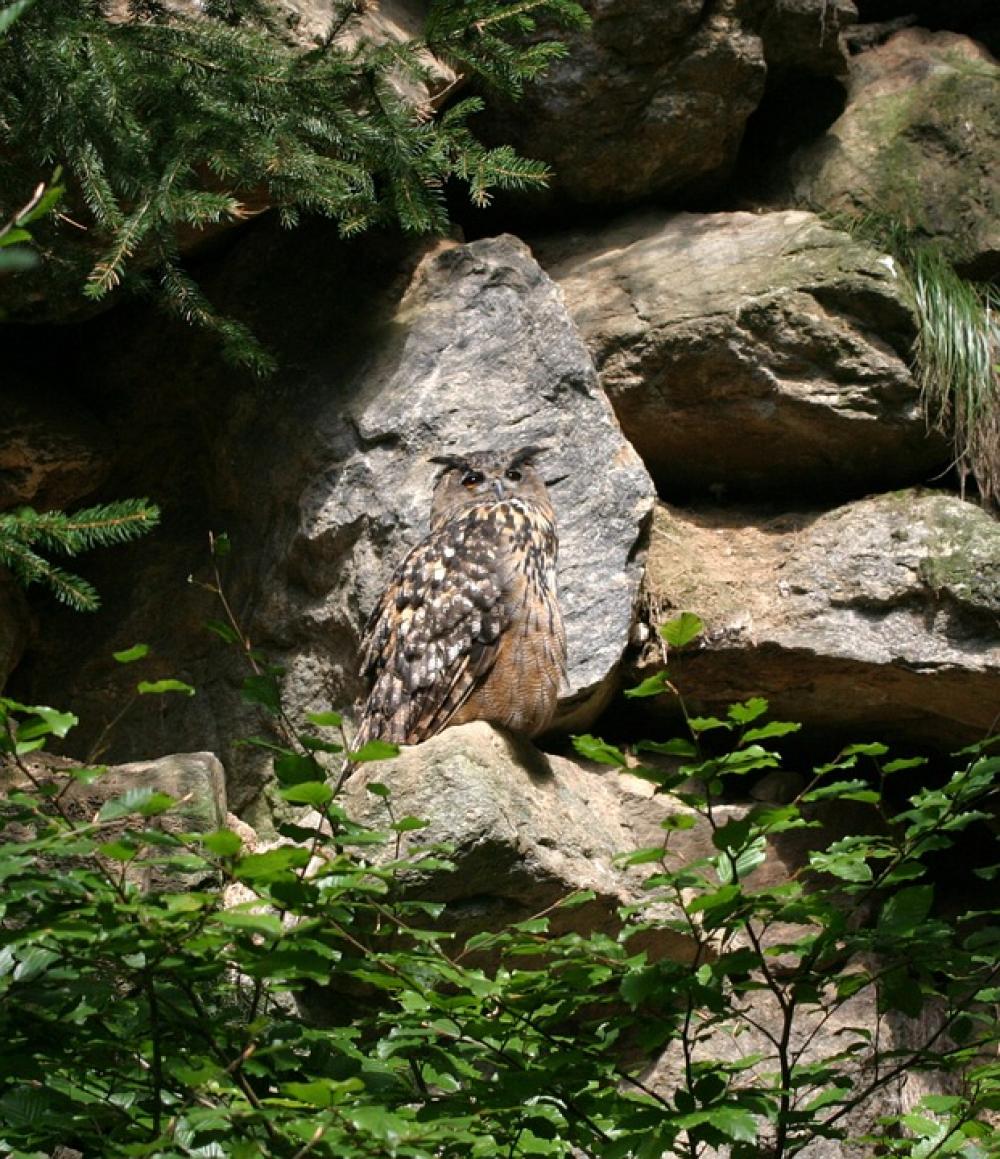 Eagle Owl Bird Bavarian Forest Owl Bavaria Eagle Owl Bird Bavarian Forest Owl Bavaria