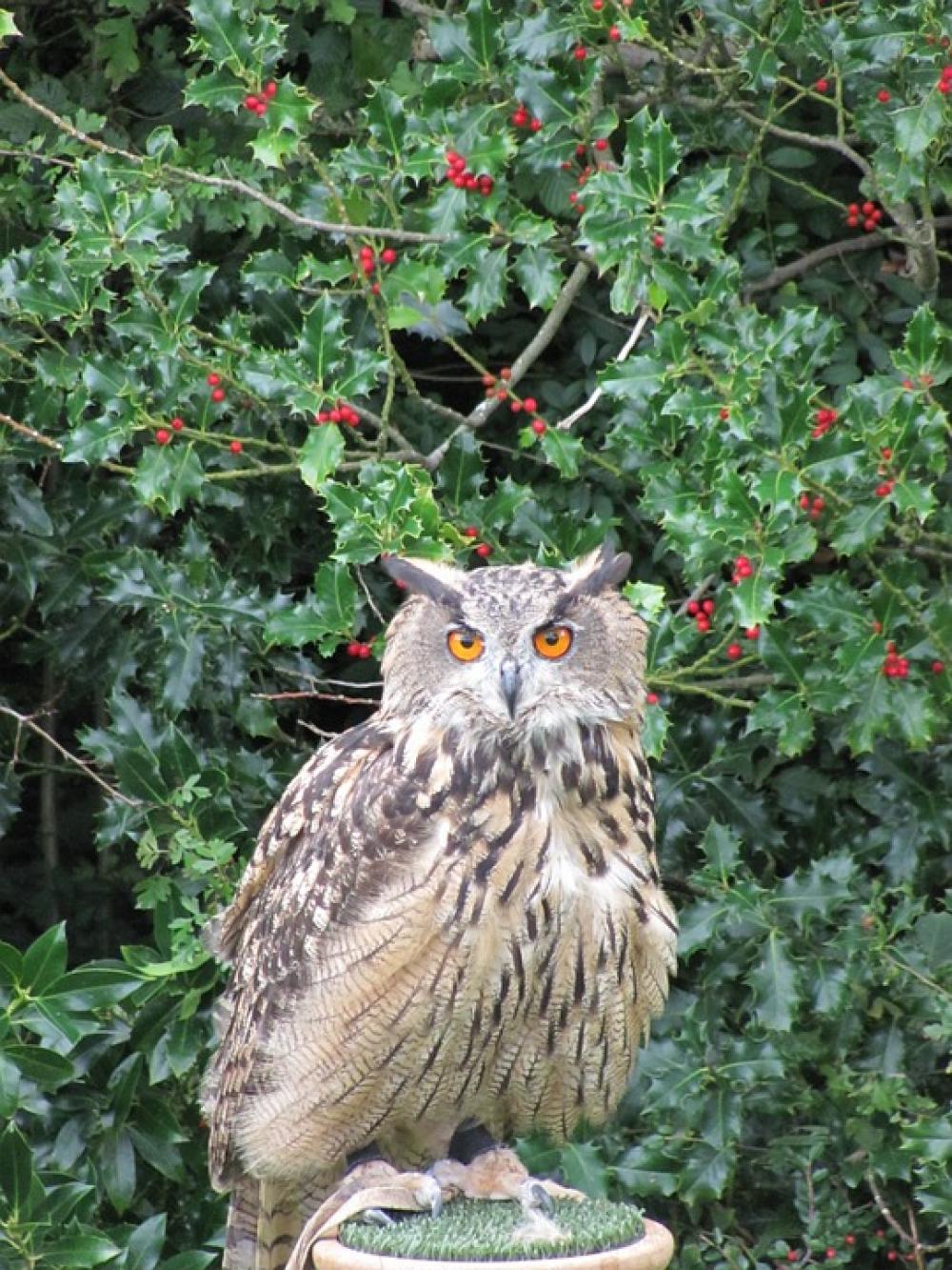 Eagle Owl Owl Bird Raptor Bird Of Prey Eagle Owl Owl Bird Raptor Bird Of Prey