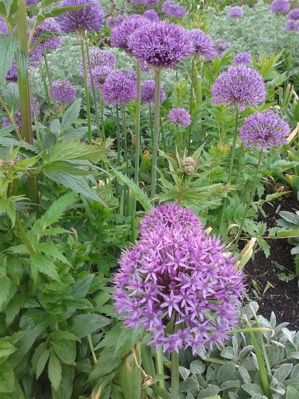 Early Summer Flowers Flower Bed Purple Early Summer Flowers Flower Bed Purple