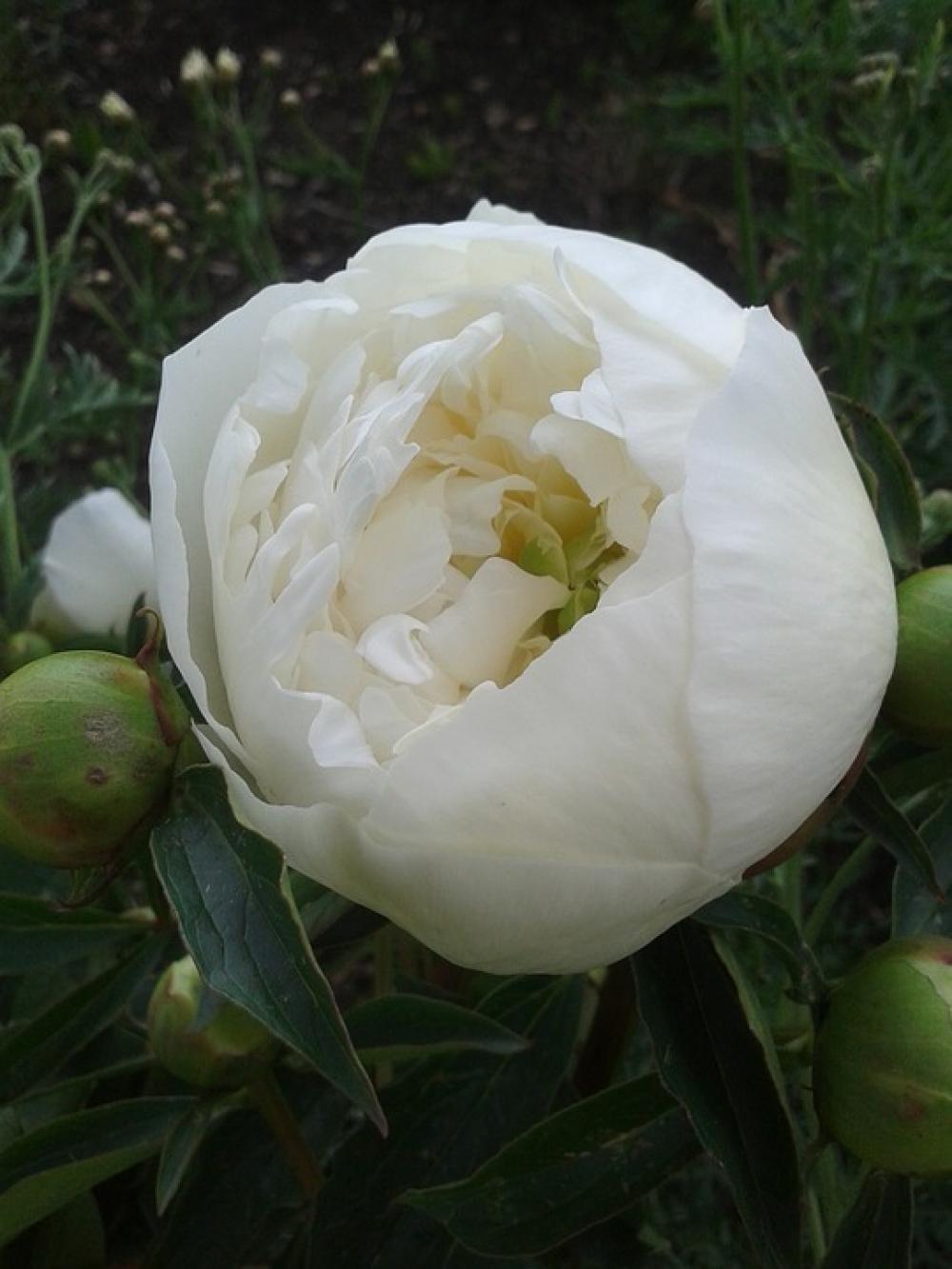 Early Summer Park Peony White Flower Bed Early Summer Park Peony White Flower Bed