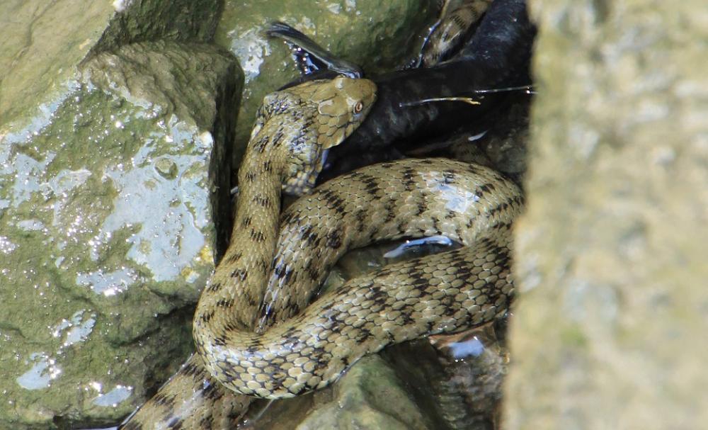 Eat Eating Fish Hunt River Snake Venom Water Eat Eating Fish Hunt River Snake Venom Water