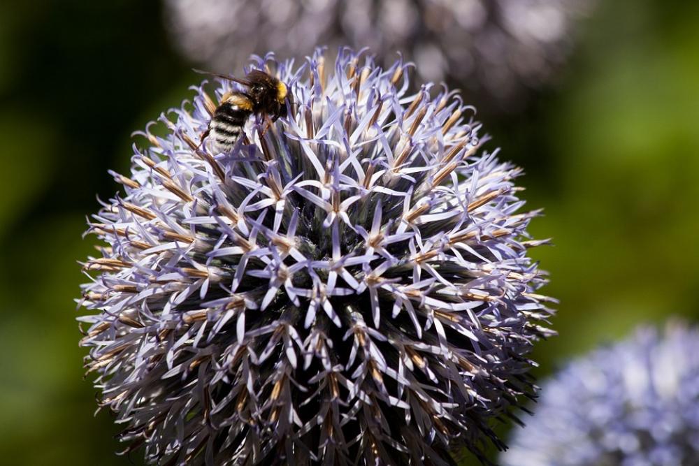 Echinops Composites Flora Plant Hummel Bombus Echinops Composites Flora Plant Hummel Bombus