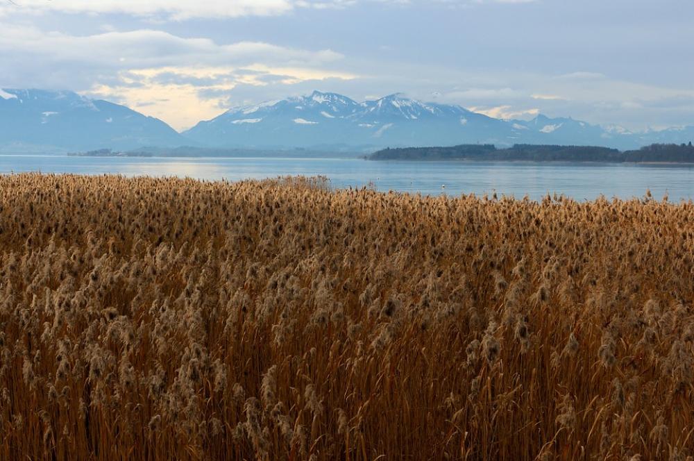 Eco System Reed Marsh Plant Live Habitat Birds Eco System Reed Marsh Plant Live Habitat Birds