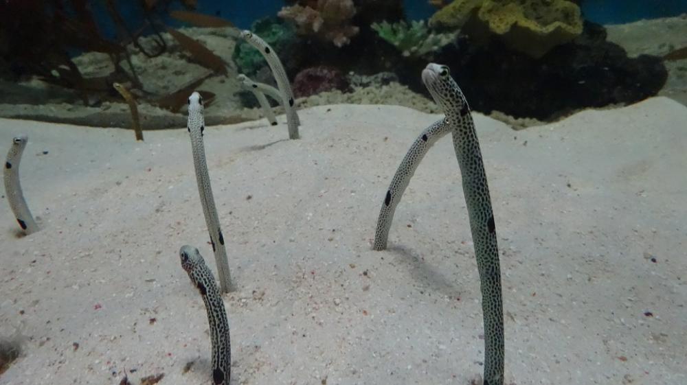 Eel Fish Aquarium Eel Fish Aquarium