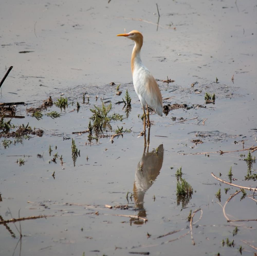 Egret Bird White Standing Water Animal Wildlife Egret Bird White Standing Water Animal Wildlife
