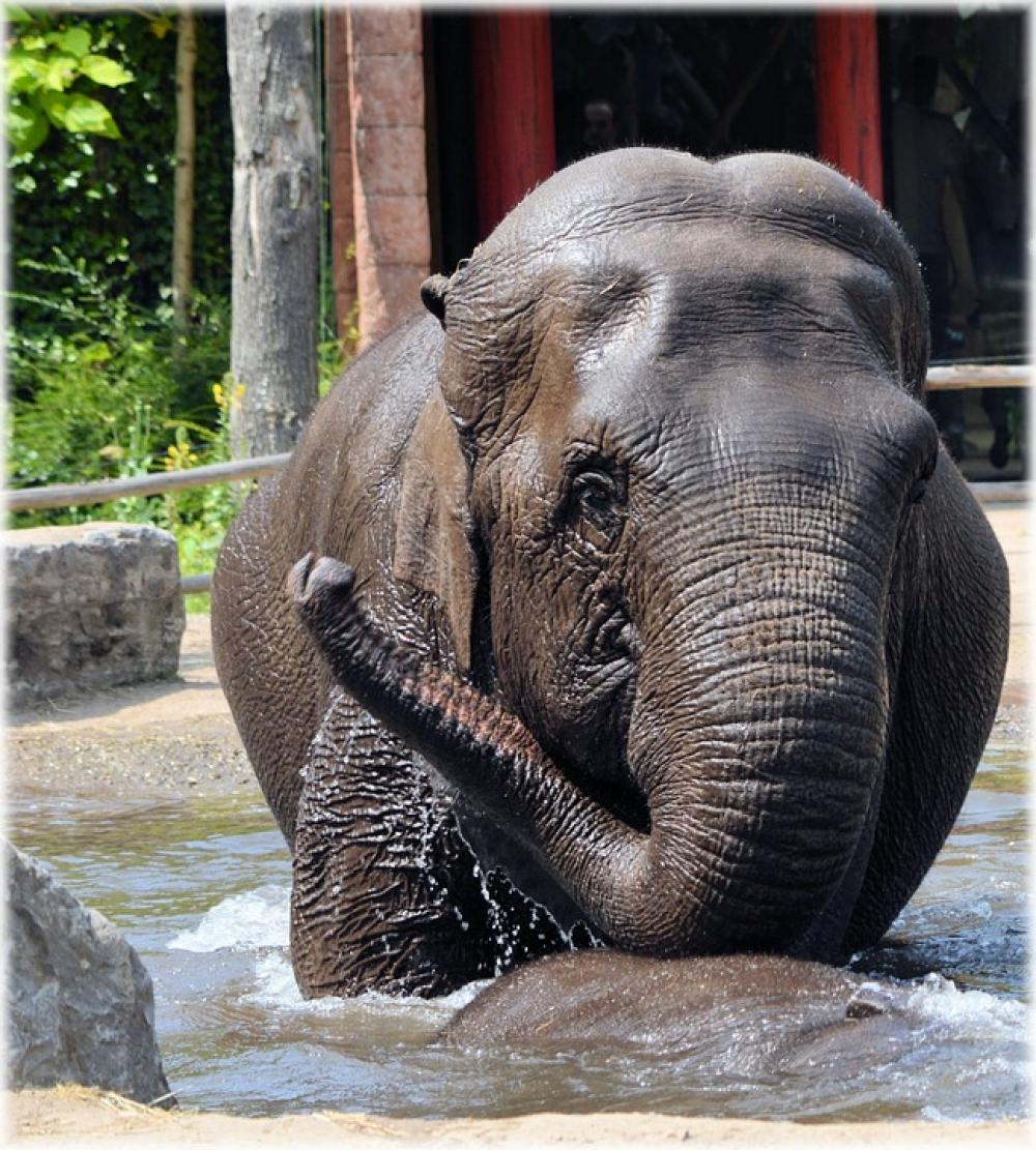Elephant Indian Elephant Pool Water Bath Bathing Elephant Indian Elephant Pool Water Bath Bathing