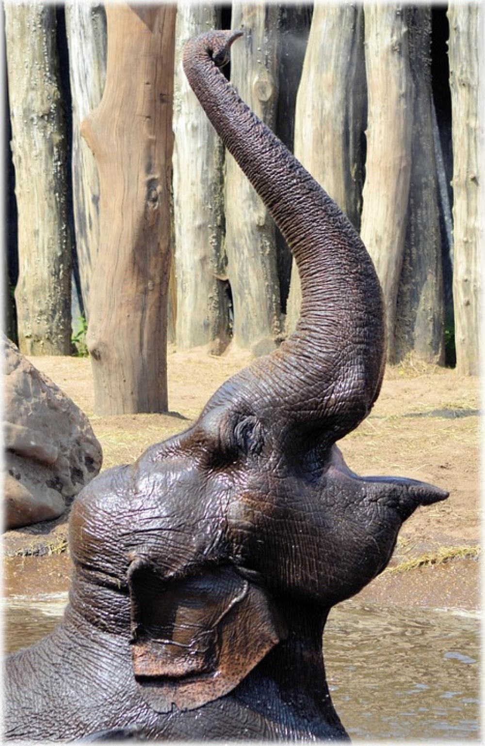 Elephant Indian Elephant Pool Water Bath Bathing Elephant Indian Elephant Pool Water Bath Bathing